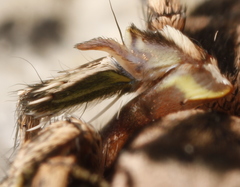 Habronattus cuspidatus