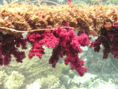 Dendronephthya hemprichi