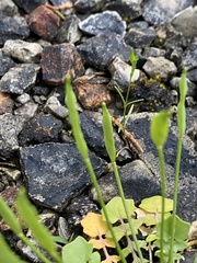 Leavenworthia exigua
