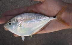 Chloroscombrus chrysurus