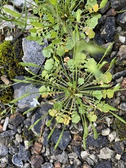Leavenworthia exigua