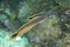 Trachinops caudimaculatus