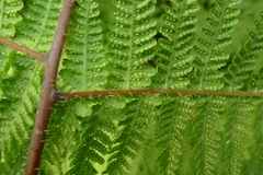 Macrothelypteris polypodioides