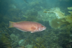 Pseudolabrus rubicundus