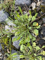 Leavenworthia exigua