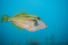 Meuschenia australis