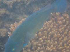 Choerodon schoenleinii