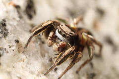 Habronattus cuspidatus