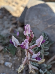Astragalus tidestromii