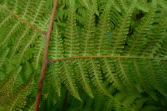 Macrothelypteris polypodioides