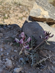 Astragalus tidestromii
