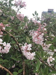 Viburnum carlesii