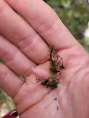 Thuidiopsis