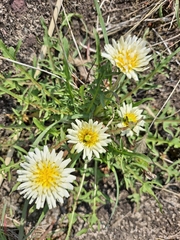 Taraxacum coreanum