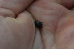 Hydrobius