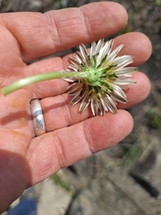 Taraxacum coreanum