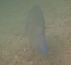 Choerodon schoenleinii