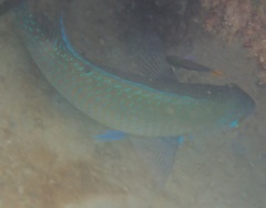 Choerodon schoenleinii