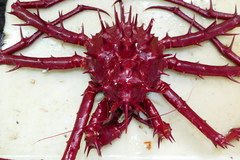 Neolithodes grimaldii