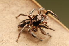 Habronattus cuspidatus