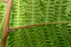 Macrothelypteris polypodioides