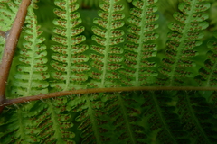 Macrothelypteris polypodioides