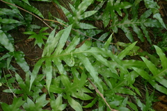 Microsorum grossum