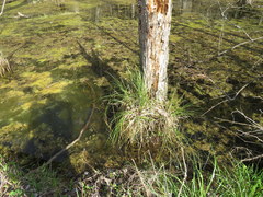 Carex decomposita