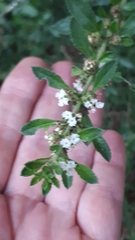 Lippia turbinata