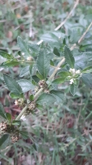 Lippia turbinata