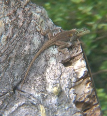 Agama picticauda image