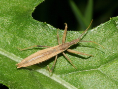 Dicrotelus prolixus