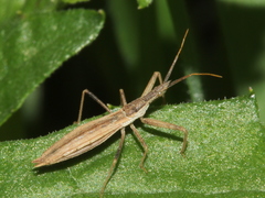 Dicrotelus prolixus