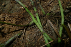 Microsorum grossum