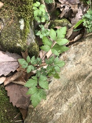 Xanthorhiza simplicissima