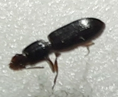 Clivina