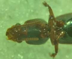 Clivina
