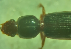 Clivina