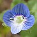 Bird's-eye Speedwell - Photo (c) hitmewithyourmesomphix, some rights reserved (CC BY-NC), uploaded by hitmewithyourmesomphix