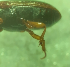 Clivina