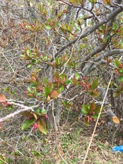 Malus hupehensis