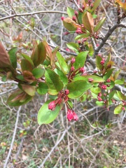 Malus hupehensis