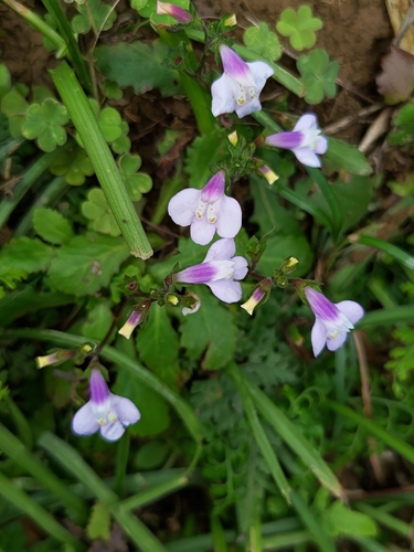 Mazus fauriei (Mazus fauriei)