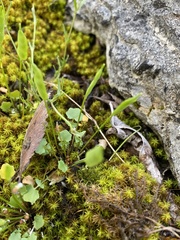 Leavenworthia exigua