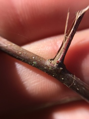 Crataegus aestivalis