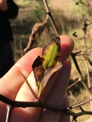 Crataegus aestivalis