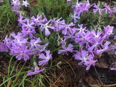 Phlox nivalis