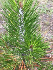 Pineus pini