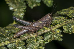 Maculiparia curtipennis