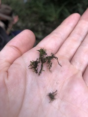 Thuidiopsis